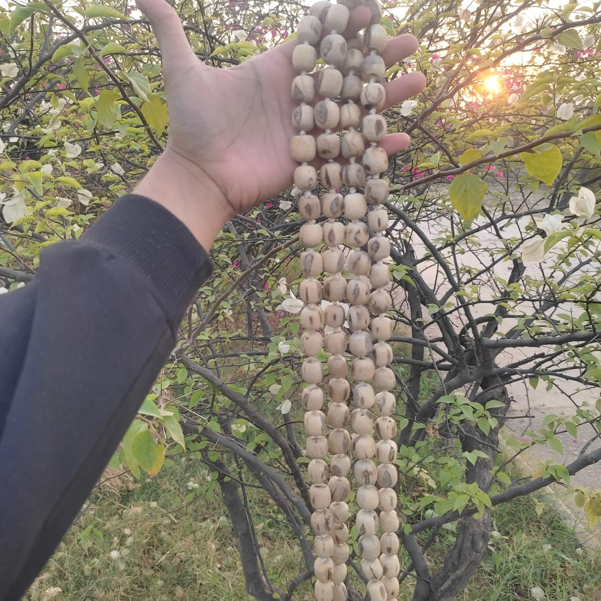108+1 Beads 18 mm Pure Tulsi Jaap Mala
